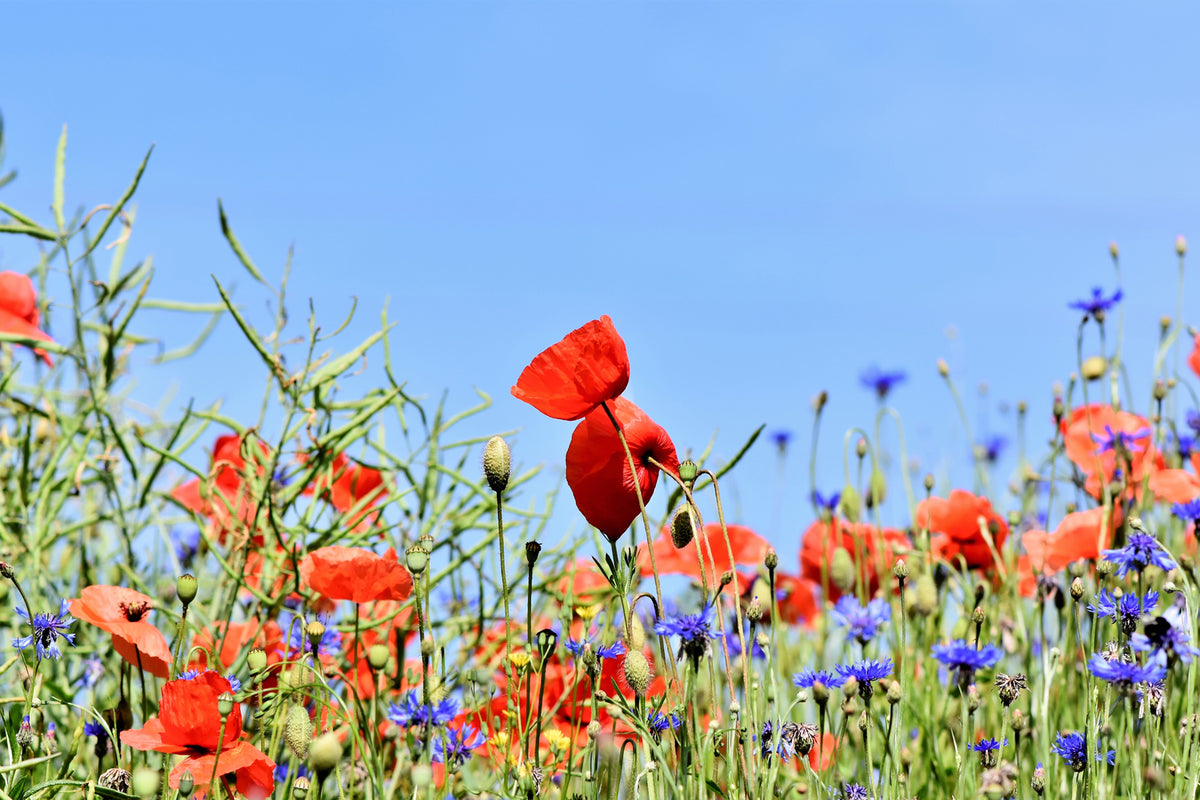 photo-wallpaper-the-poppy-in-the-flower-meadow