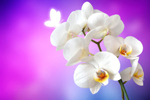 photo-wallpaper-flower-power-orchid