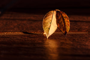 photo-wallpaper-the-leaf