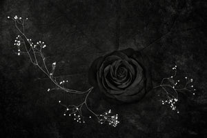 photo-wallpaper-rose-noire