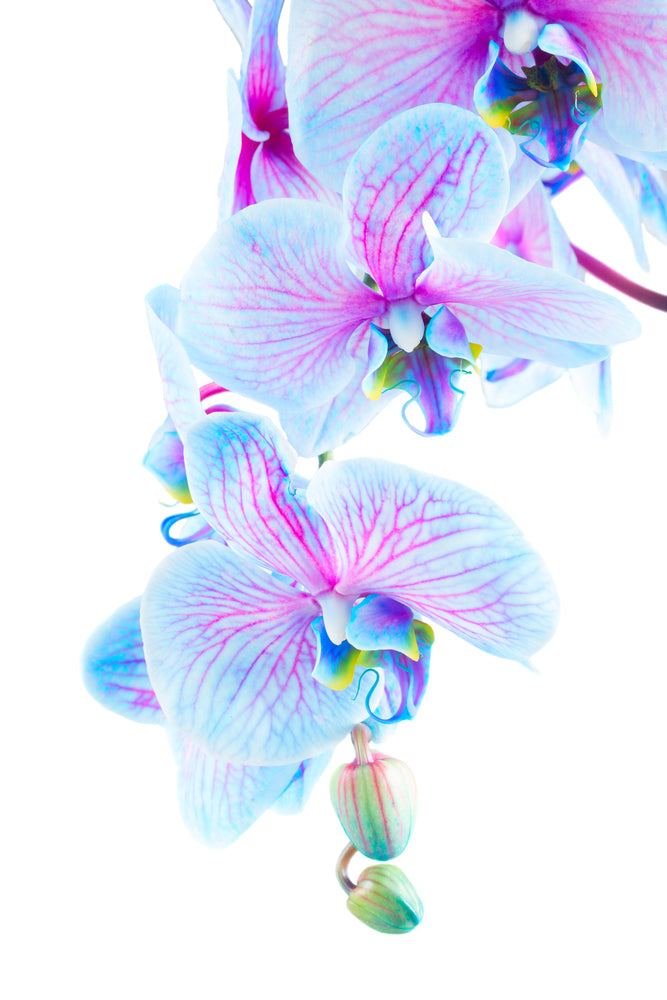 photo-wallpaper-orchid-butterfly