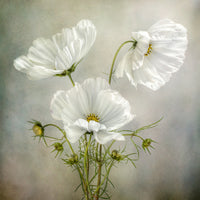 photo-wallpaper-cosmos-charm