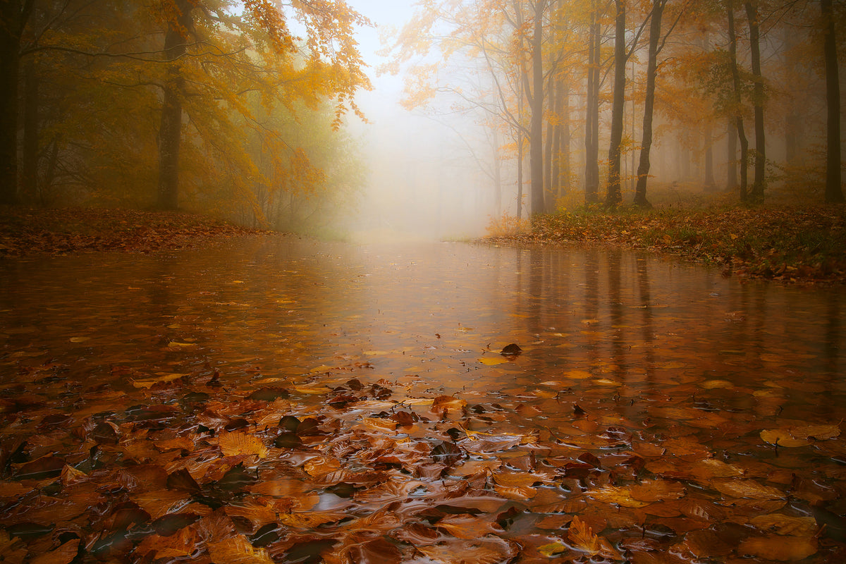 photo-wallpaper-autumn-flooding-x