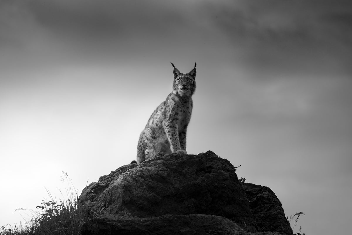 photo-wallpaper-lynx-drama-x