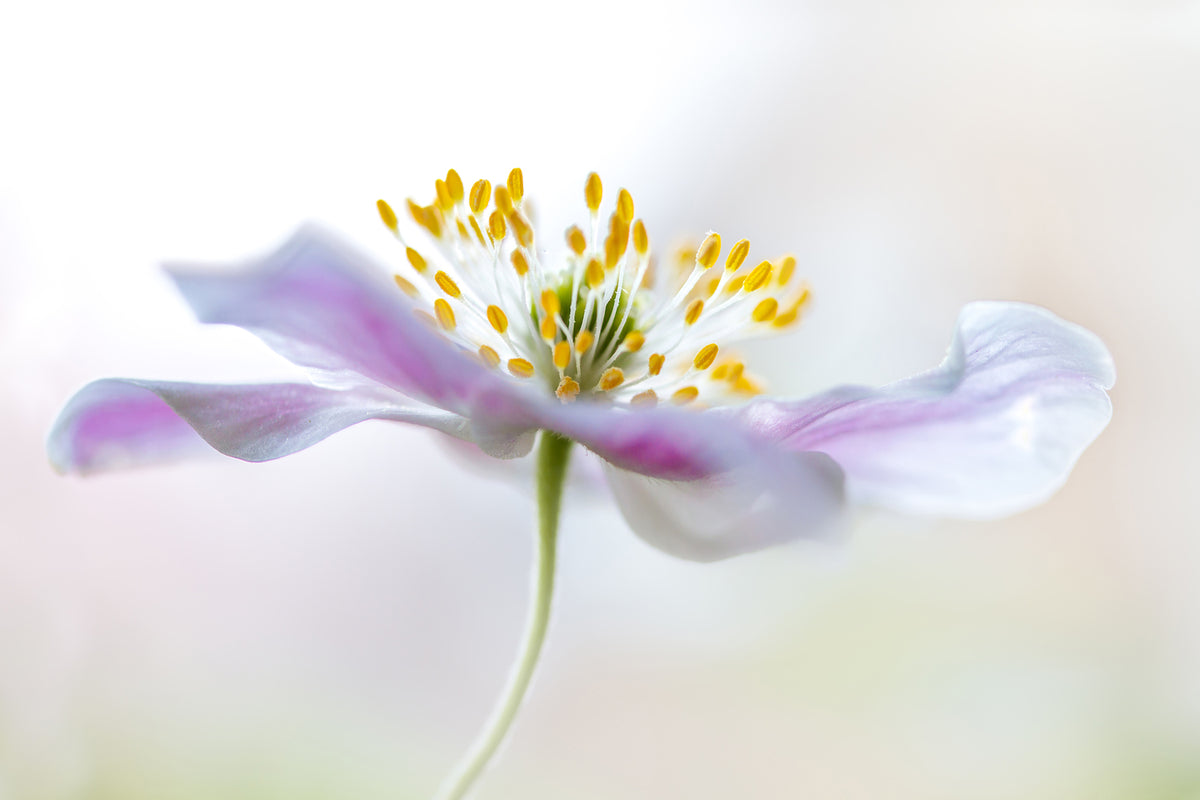 photo-wallpaper-wood-anemone