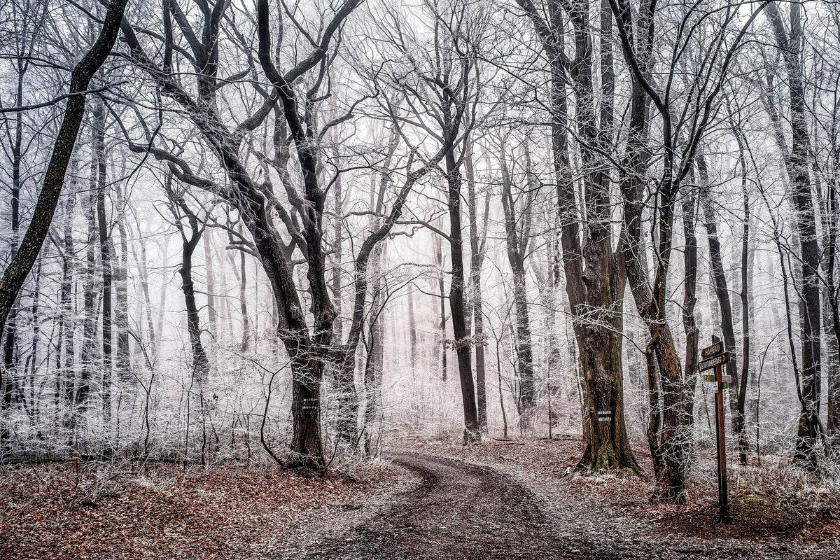 photo-wallpaper-wintry-forest