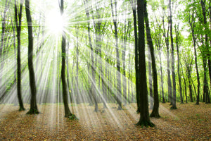 photo-wallpaper-magic-light-in-the-trees