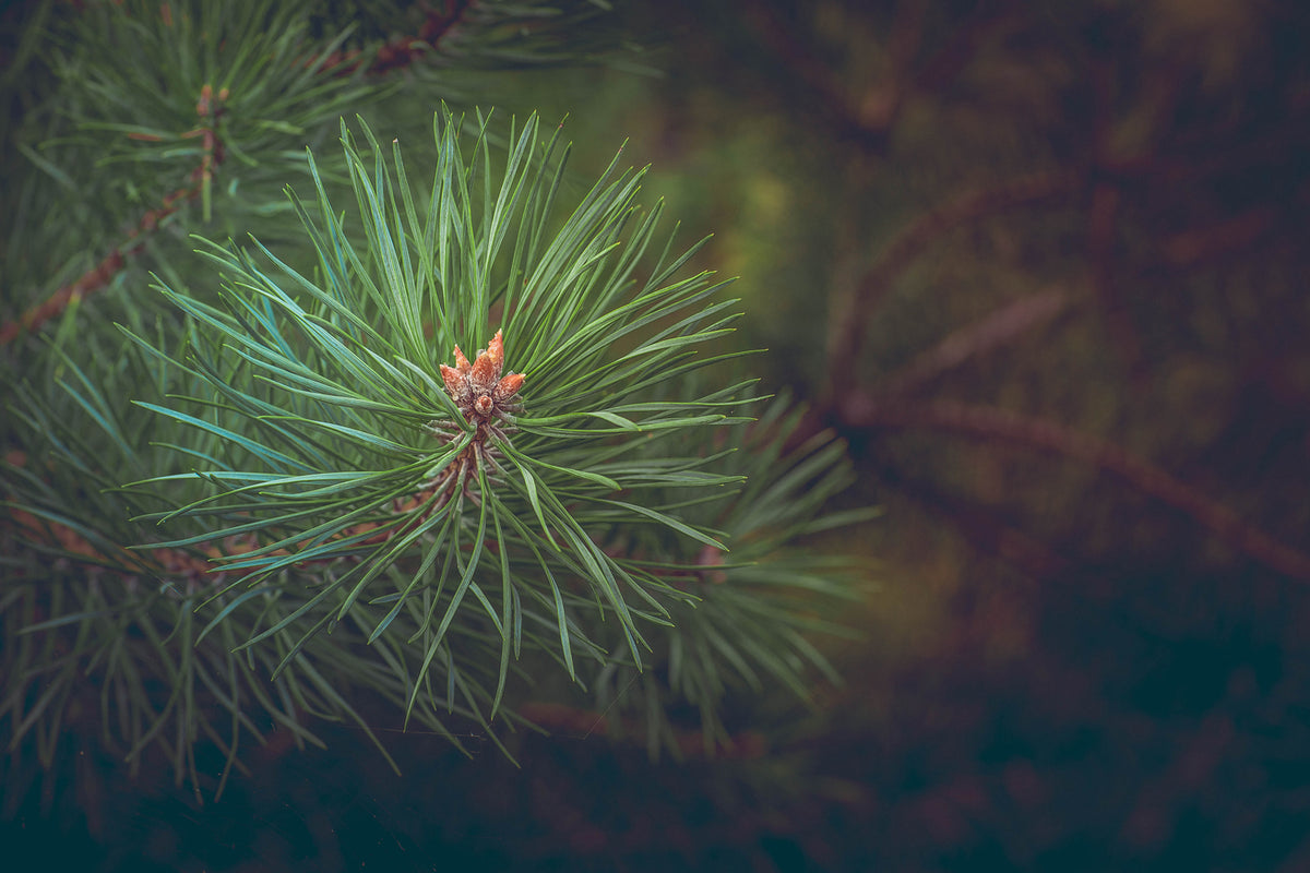 photo-wallpaper-pine-tree-close-up