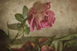 photo-wallpaper-tear-of-rose-x