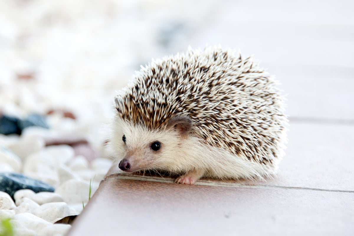 photo-wallpaper-the-hedgehog-baby