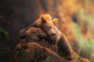 photo-wallpaper-bear-portrait-x