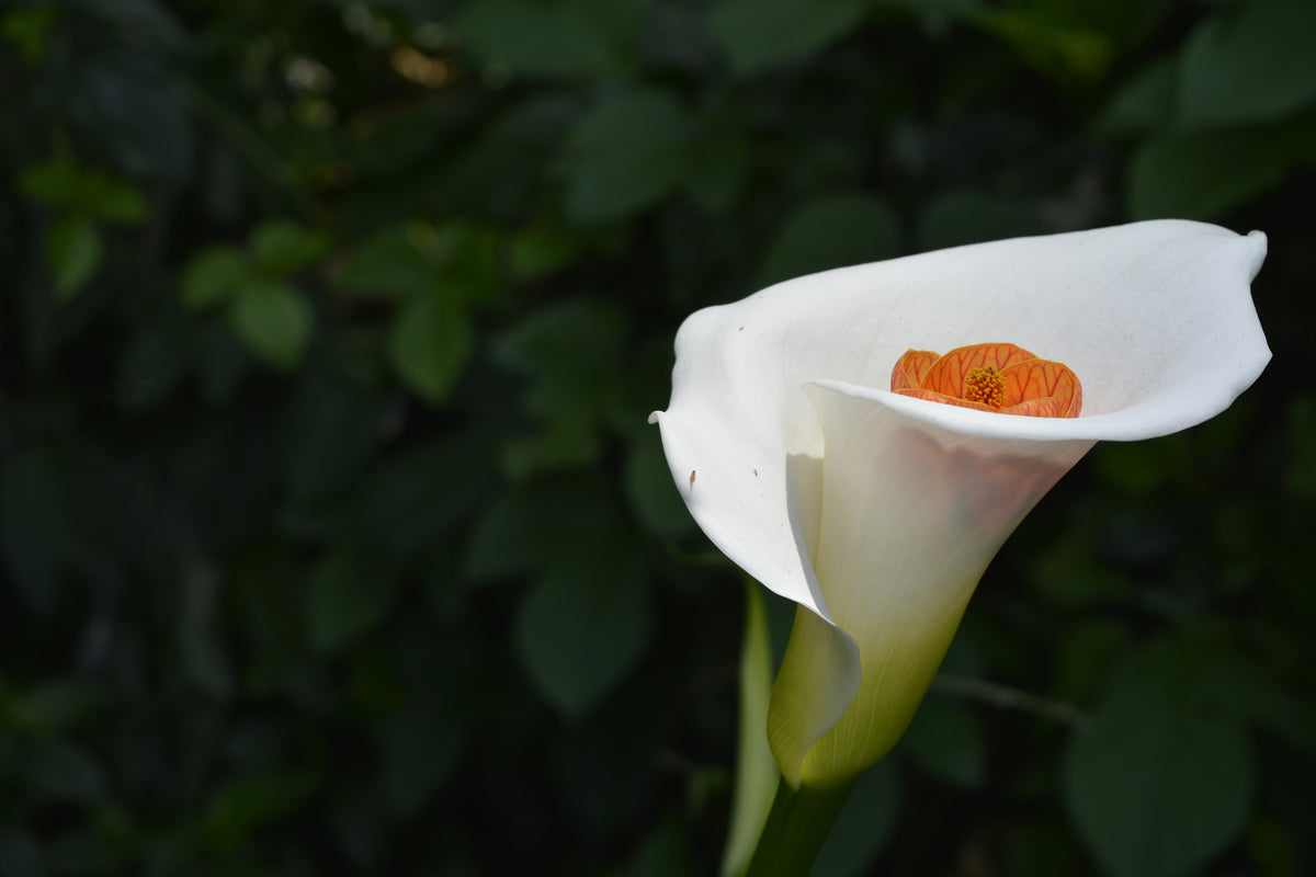 photo-wallpaper-xl-calla-in-white