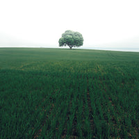 photo-wallpaper-the-lonely-oak-tree