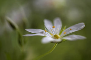 photo-wallpaper-stitchwort