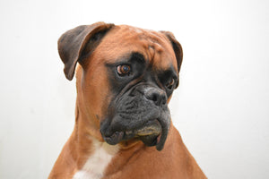 photo-wallpaper-typical-boxer