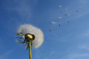 photo-wallpaper-dandelion-i-wish-for-something