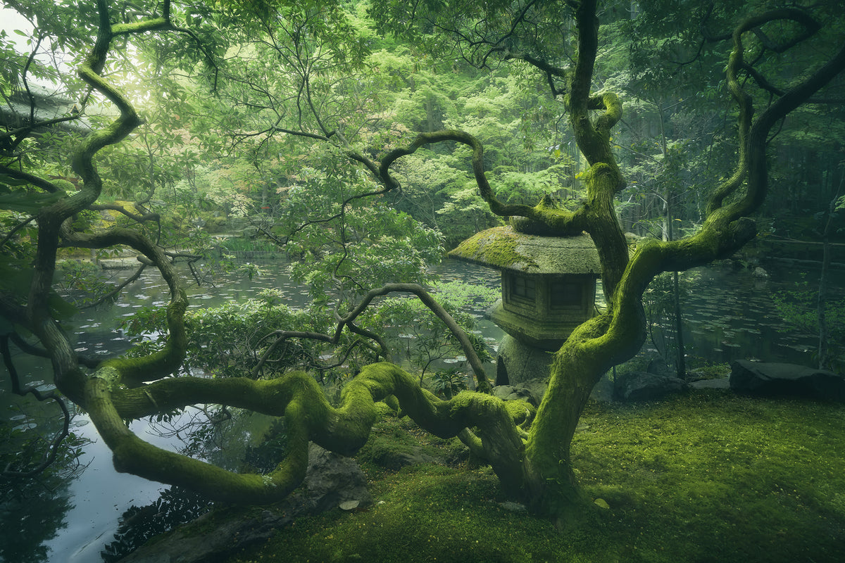 photo-wallpaper-japanese-tree-x