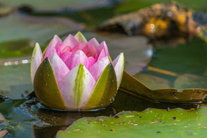 photo-wallpaper-xl-water-lily-in-pink