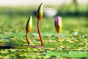 photo-wallpaper-water-lilies-in-xl