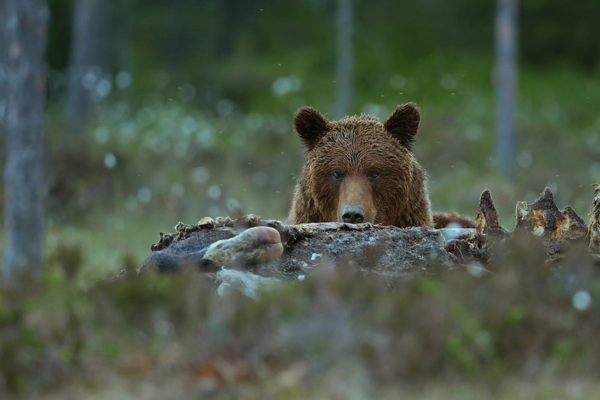 photo-wallpaper-beware-brown-bear-x