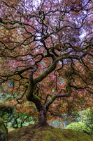 photo-wallpaper-japanese-maple-tree