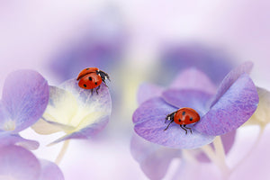 photo-wallpaper-red-and-purple-x