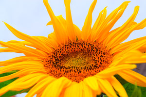 photo-wallpaper-big-sunflower