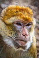 photo-wallpaper-the-barbary-macaque