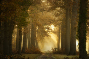 photo-wallpaper-forever-forest-x