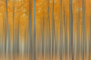 photo-wallpaper-autumn-delight-ii