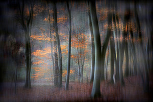 photo-wallpaper-enchanted-forest-xil