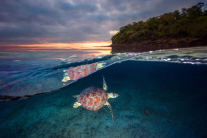 photo-wallpaper-green-turtle-with-sunset