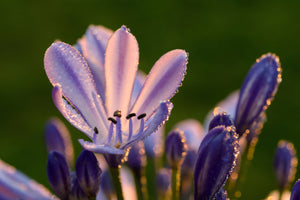 photo-wallpaper-ornamental-lilies-with-morning-dew