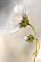 photo-wallpaper-heavenly-cosmos