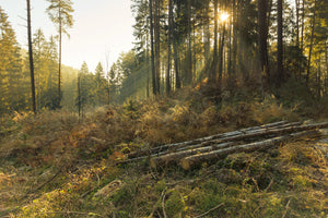 photo-wallpaper-working-in-the-woods