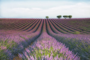 photo-wallpaper-velours-de-lavender