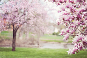 photo-wallpaper-beautiful-magnolias