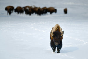 photo-wallpaper-alpha-male-bison