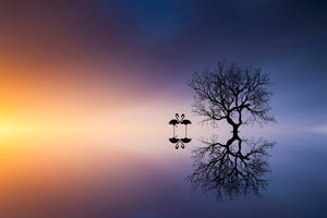 photo-wallpaper-flamingos-in-a-lake-with-a-tree-x