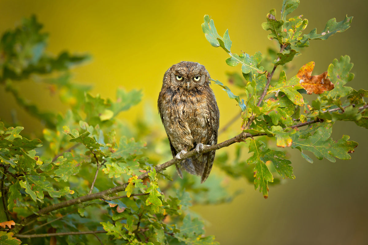 photo-wallpaper-eurasian-scops-owl-x