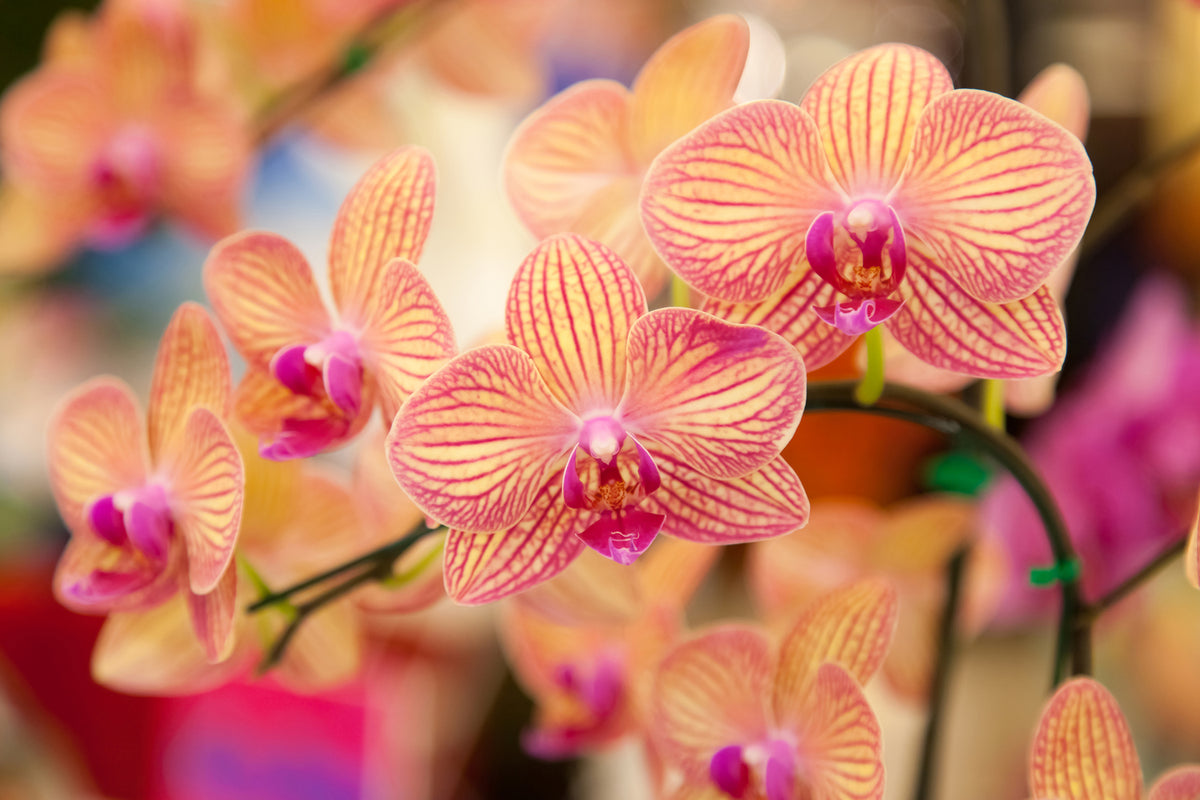 photo-wallpaper-exotic-orchids