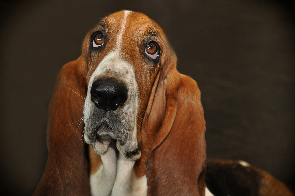 photo-wallpaper-typical-basset