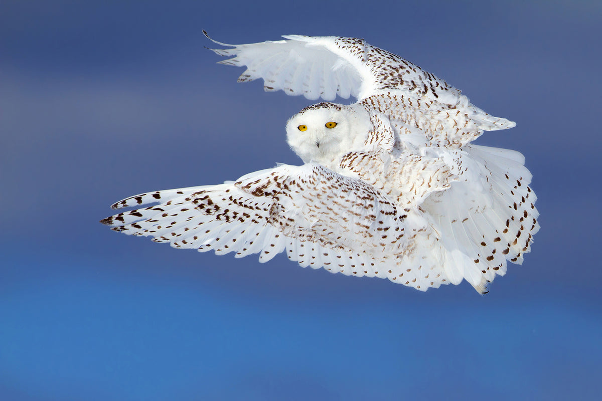 photo-wallpaper-flight-of-the-snowy-snowy-owl