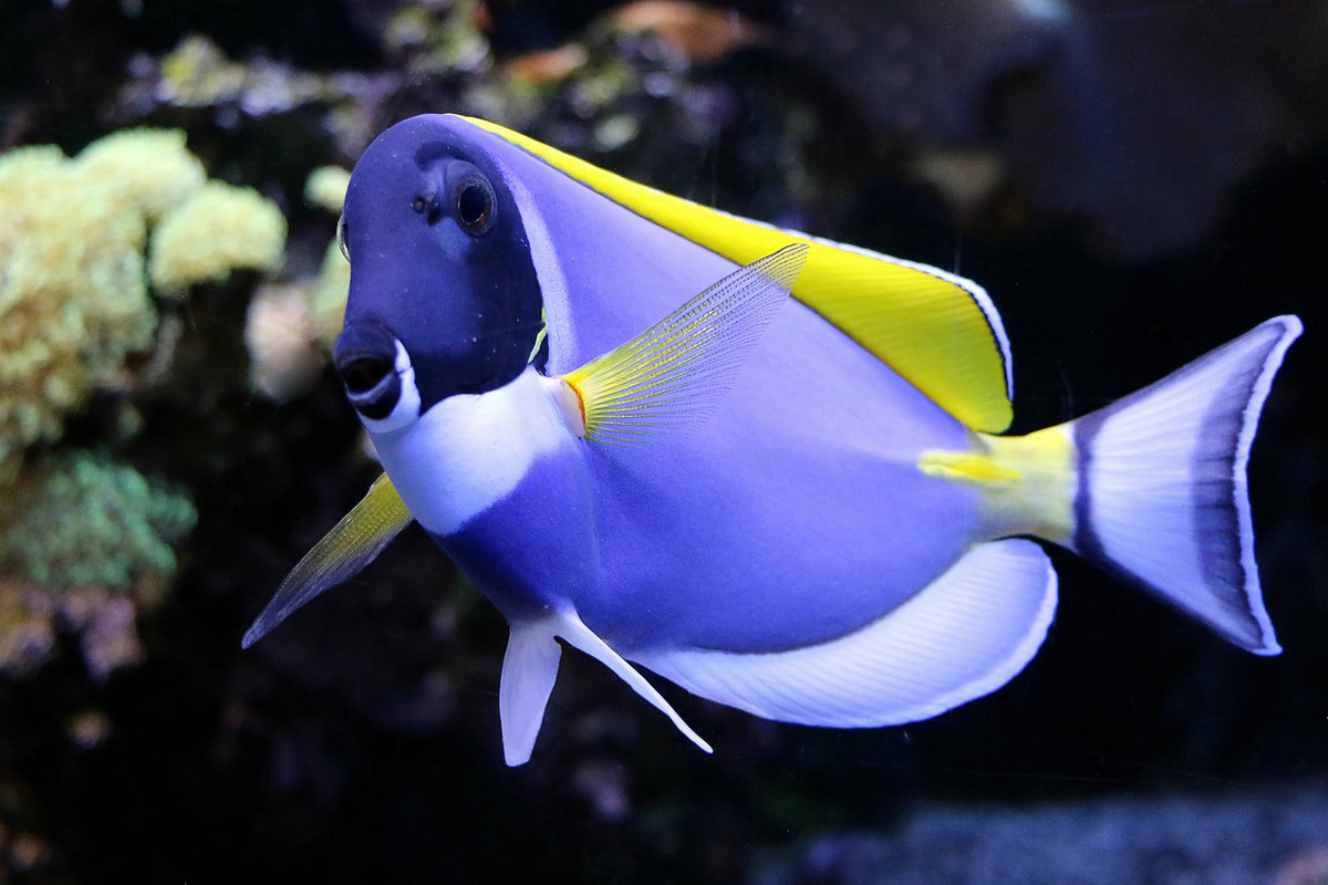 photo-wallpaper-the-weisskehl-doctorfish-fish