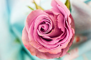 photo-wallpaper-roseblossom-in-pink