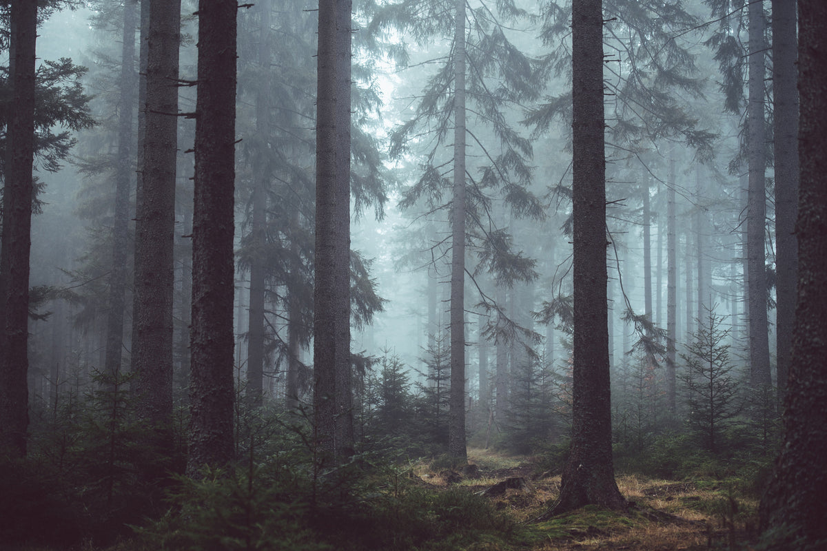 photo-wallpaper-forest-in-the-fog