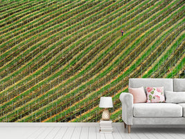 photo-wallpaper-vineyard