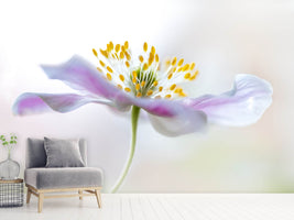 photo-wallpaper-wood-anemone