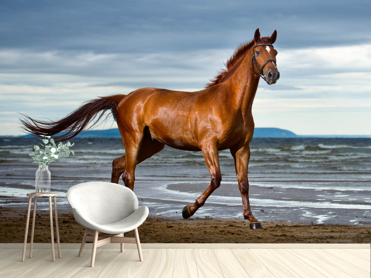 photo-wallpaper-a-thoroughbred-at-the-sea