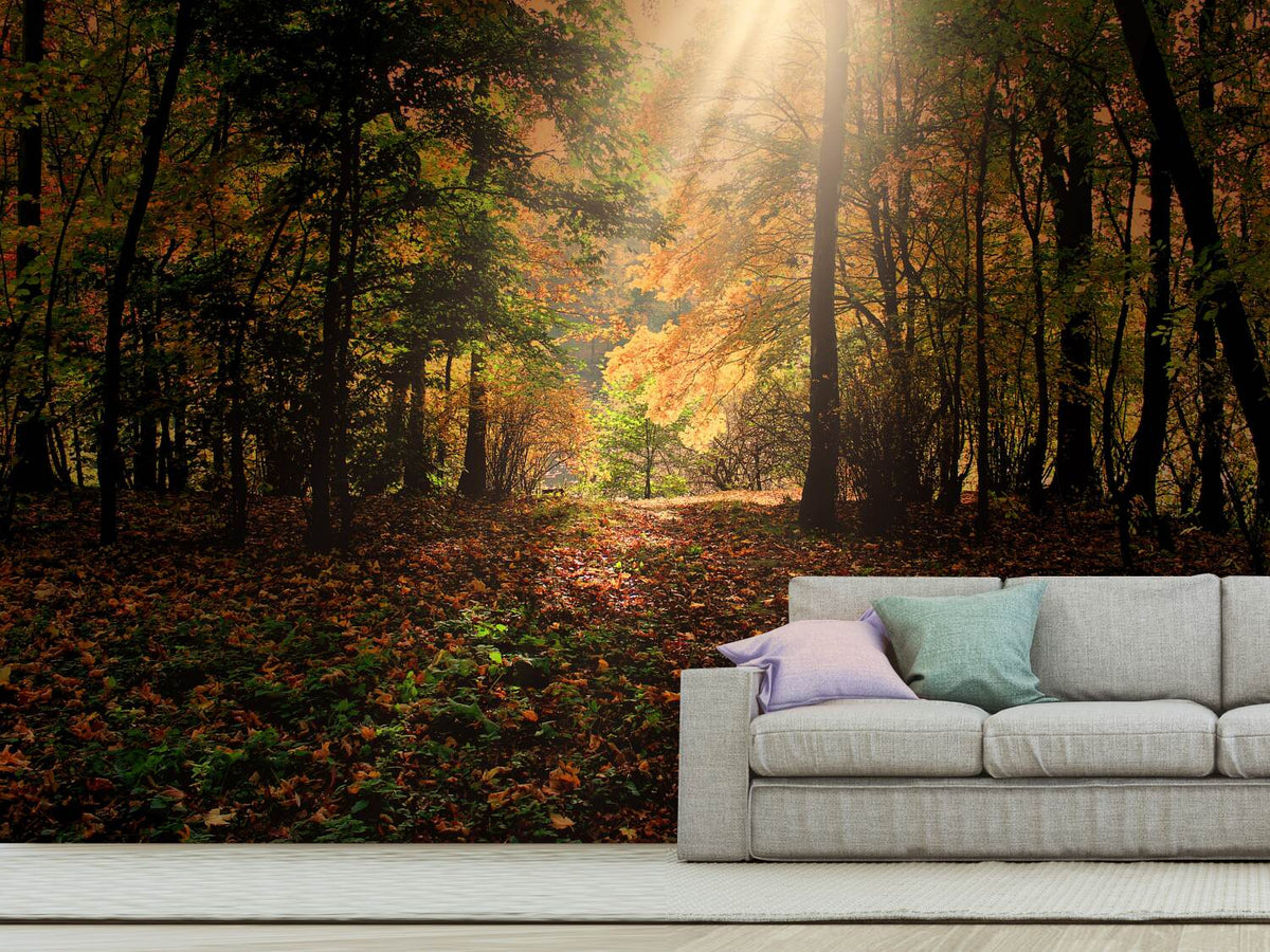 photo-wallpaper-the-deciduous-forest